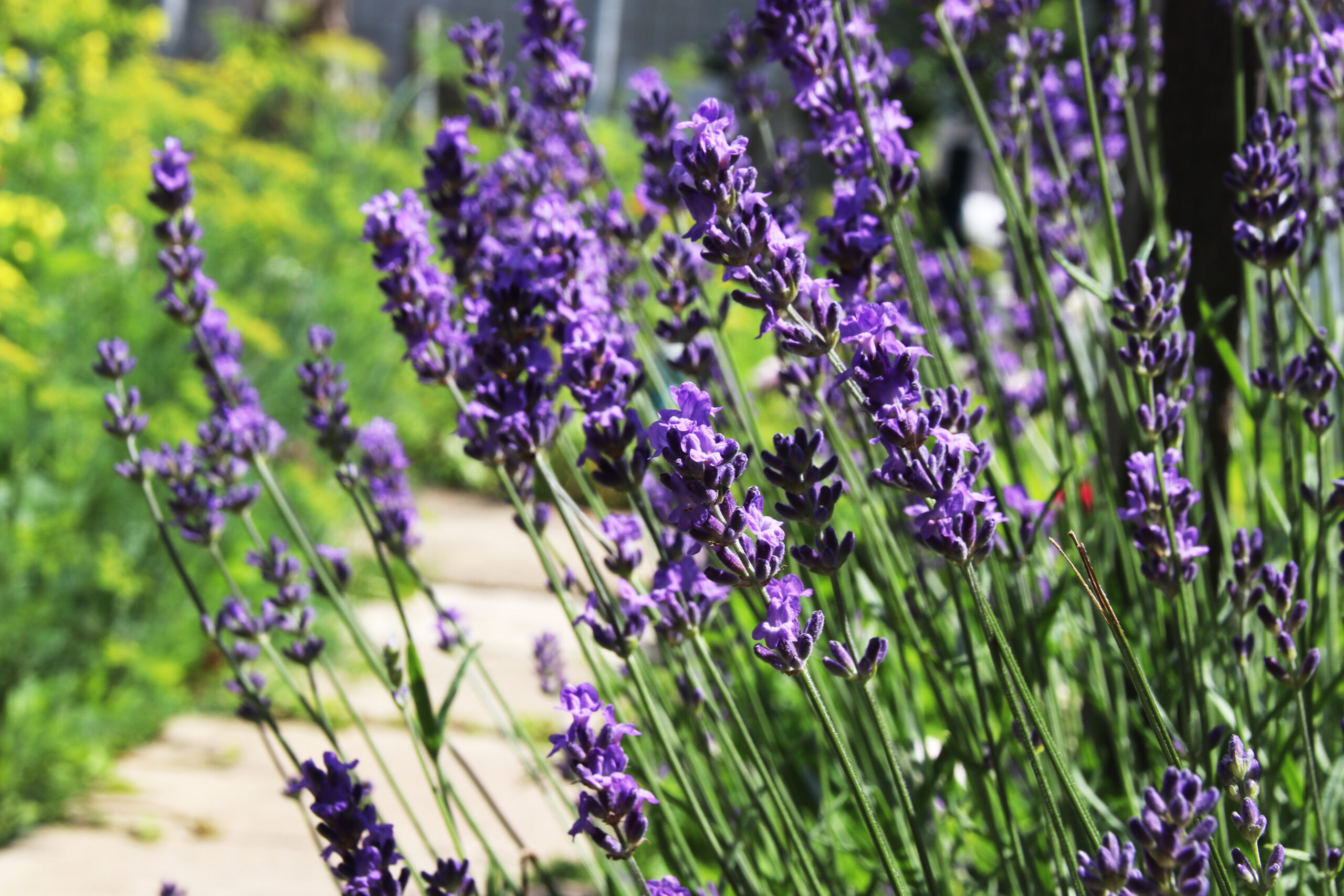 Echter Lavendel · Pflanzenguide