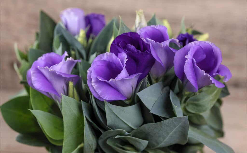 Eustoma · Pflanzenguide