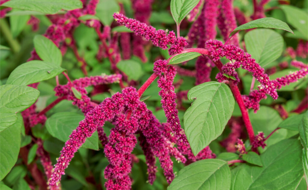 GartenFuchsschwanz · Pflanzenguide