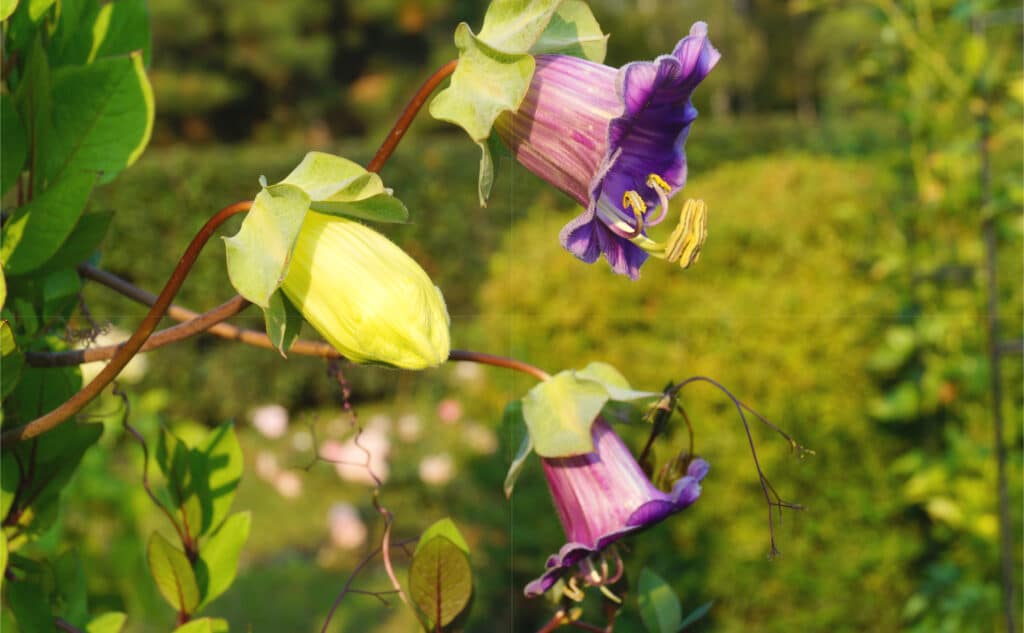 Glockenrebe · Pflanzenguide