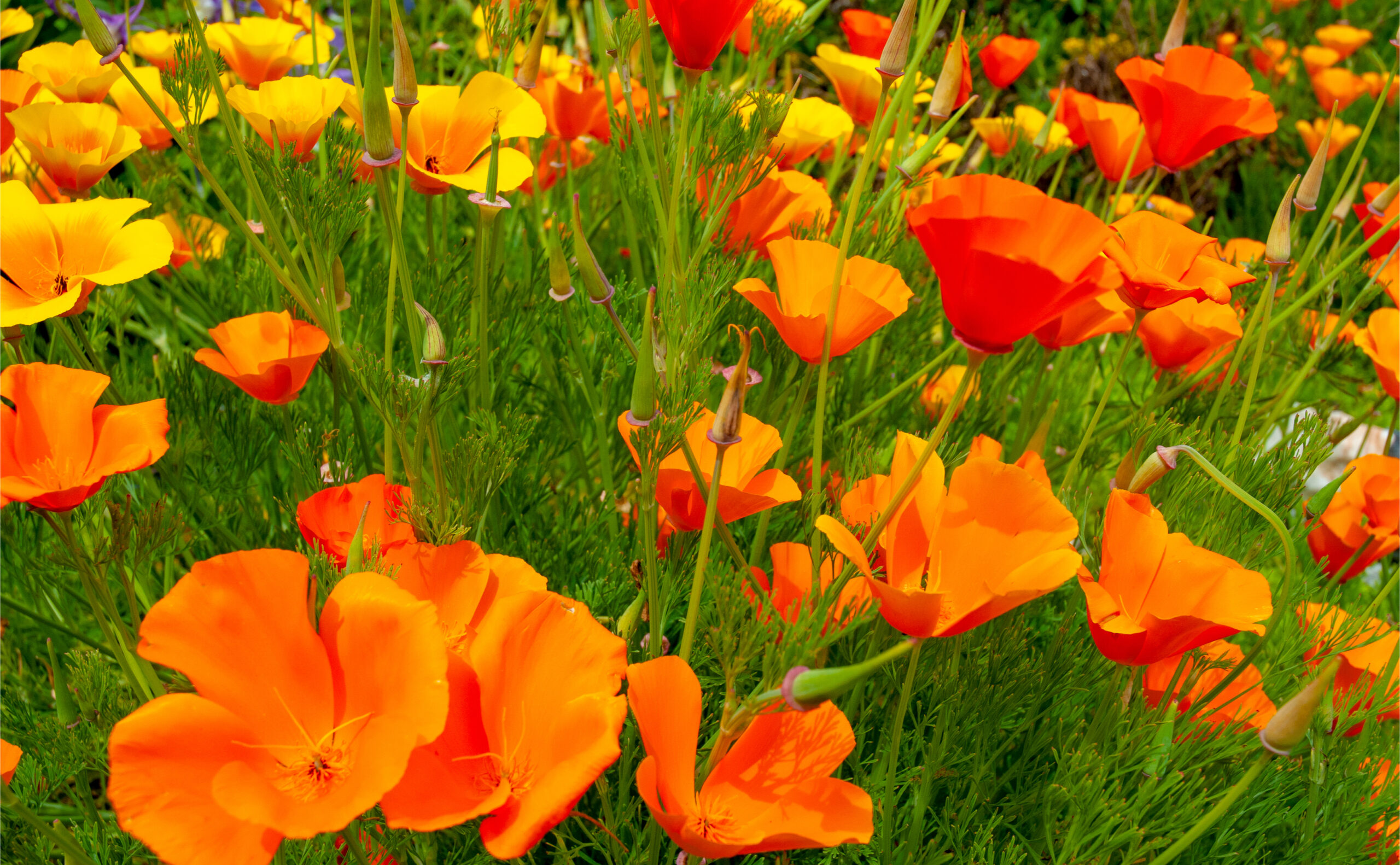 Kalifornischer Mohn · Pflanzenguide