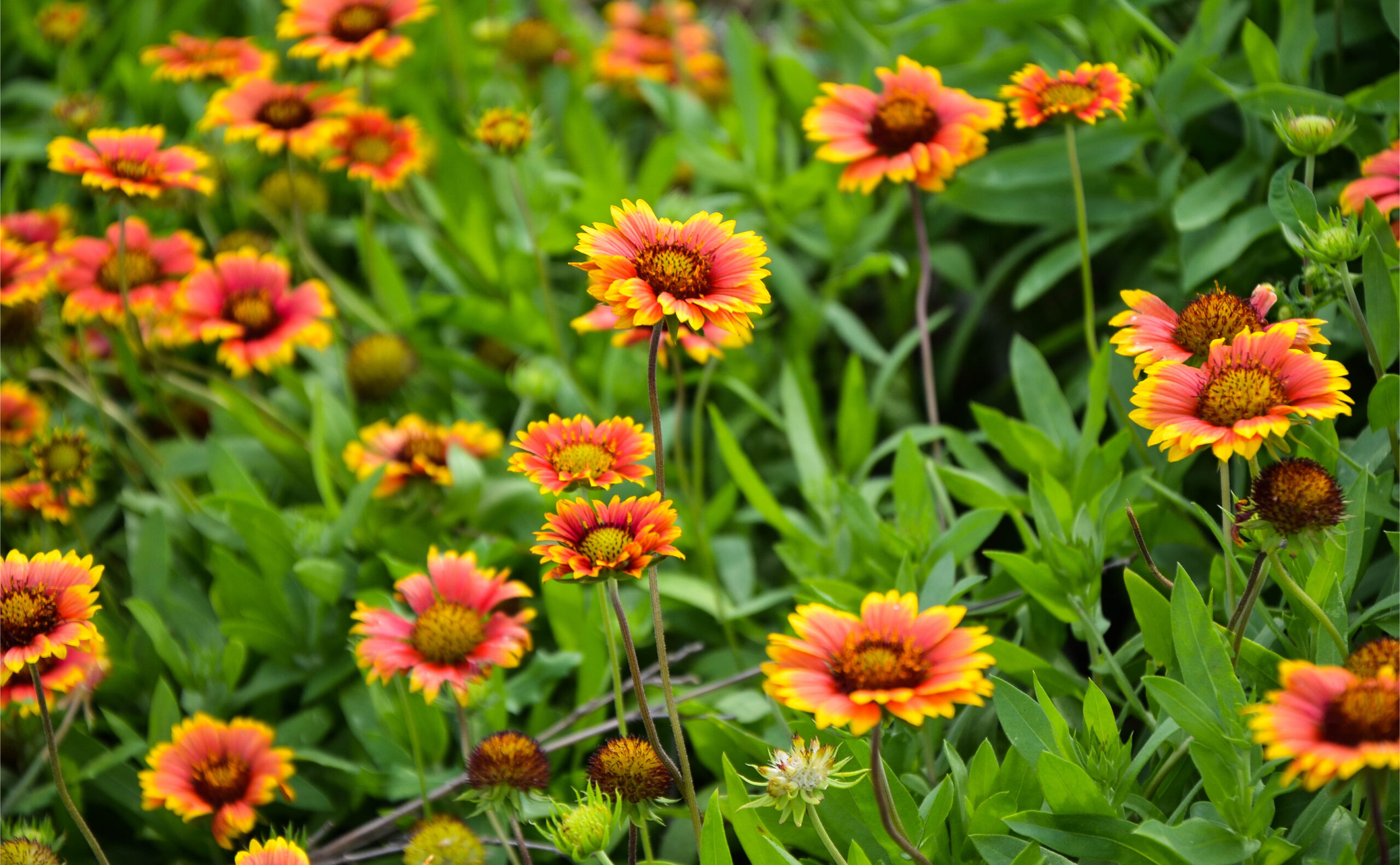 Kokardenblume · Pflanzenguide