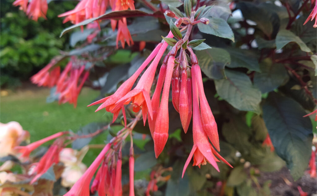 Korallenfuchsie  Pflanzenguide