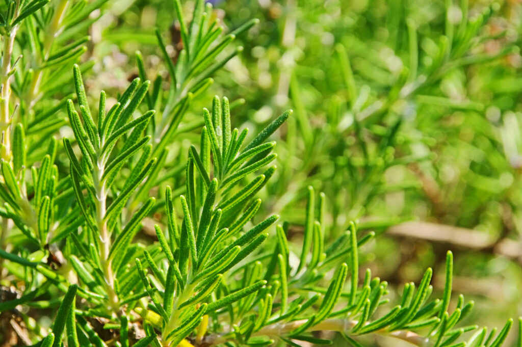 Rosmarin · Pflanzenguide