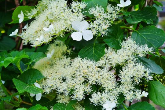 Kletterhortensie