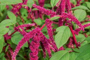 Garten-Fuchsschwanz