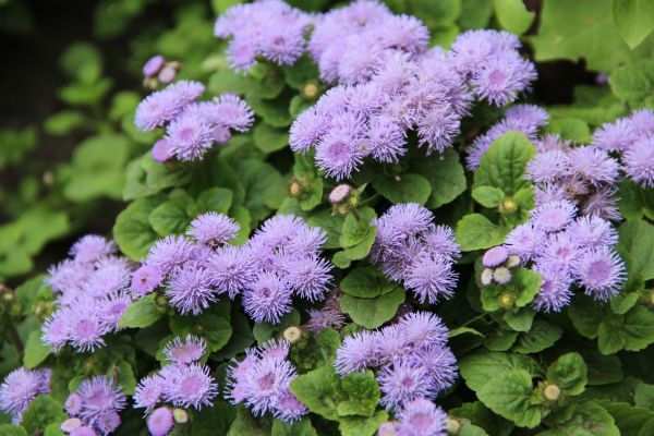 Leberbalsam