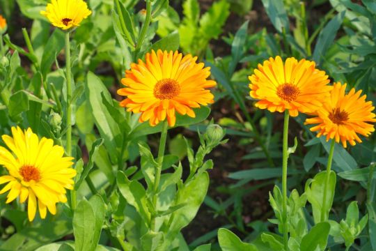 Ringelblume