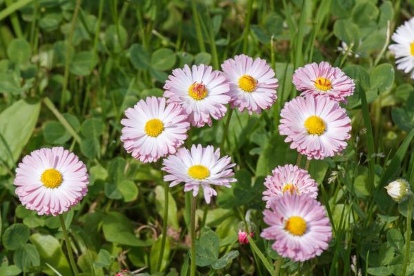 Gänseblümchen