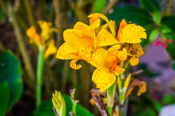 Indisches Blumenrohr