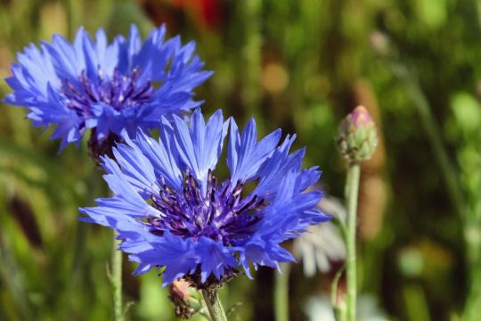 Kornblume