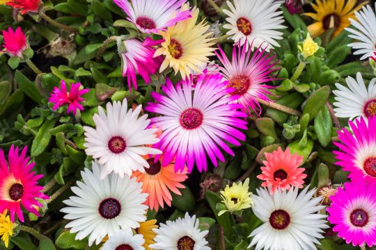 Mittagsblume