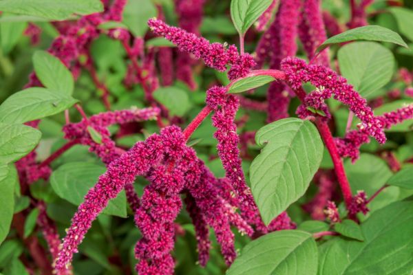Garten-Fuchsschwanz