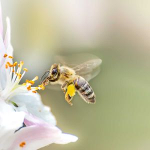 Bienenfreundliche Pflanzen
