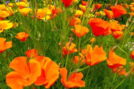Kalifornischer Mohn