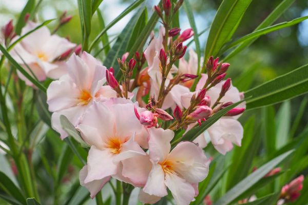 Oleander