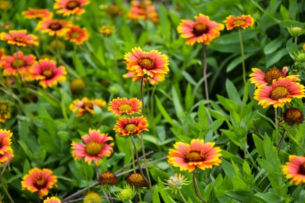 Kokardenblume