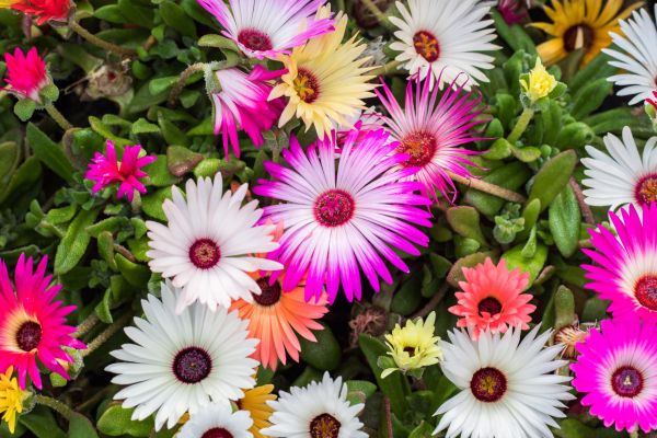 Mittagsblume