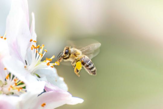 Bienenfreundliche Pflanzen