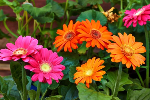 Gerbera