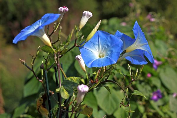 Blaue Prunkwinde