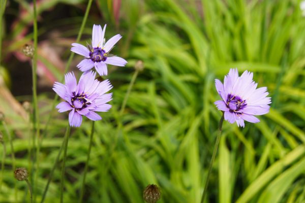 Blaue Rasselblume