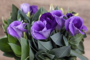 Eustoma